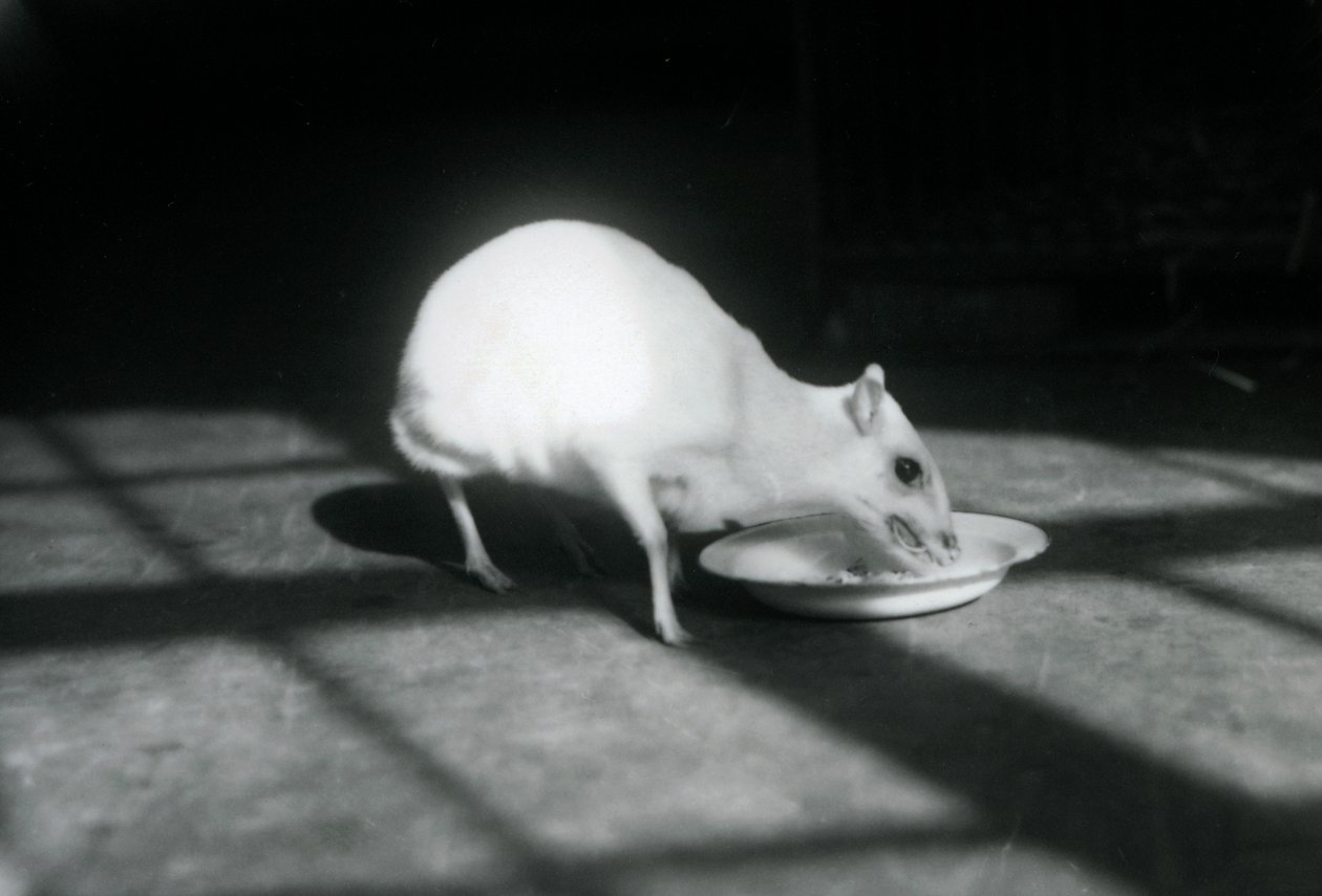 En albino-chevrotain som spiser fra en rett, London Zoo, desember 1926 av Frederick William Bond