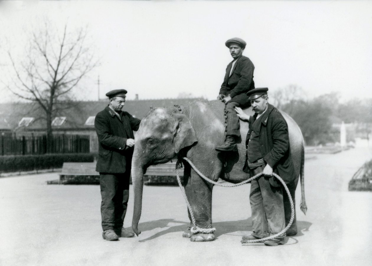 En baby indisk elefant med Keepers A. Church og H. Robertson i London Zoo, juni 1922 av Frederick William Bond