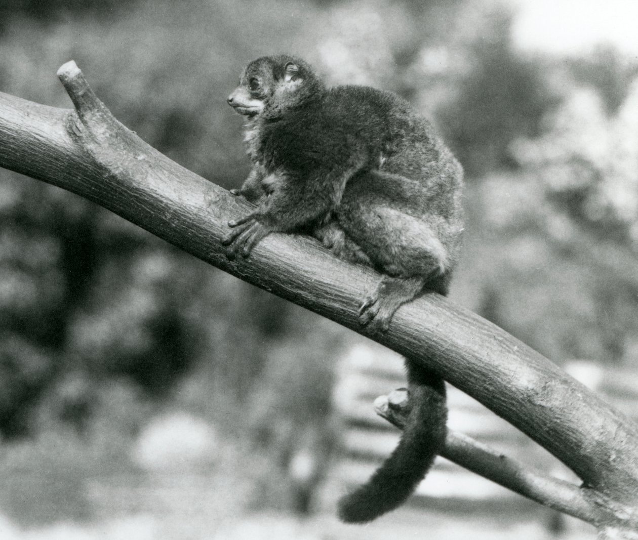 En truet Coquerels gigantiske muslemur/Coquerels dverglemur/Sørlig gigantisk muslemur, hviler på en gren i London Zoo, oktober 1929 (s/hv-bilde) av Frederick William Bond