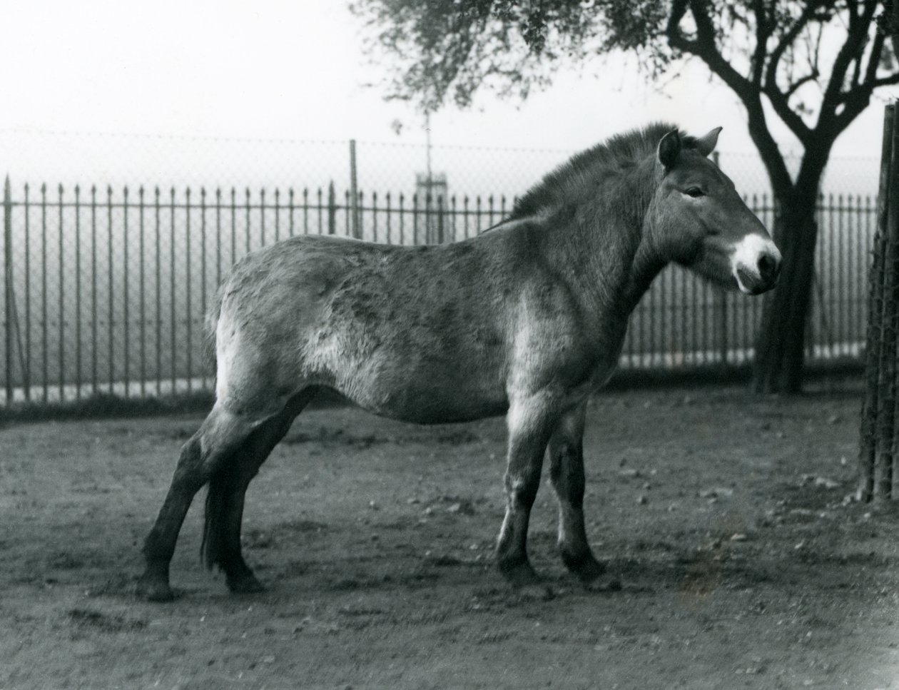 En utrydningstruet Przewalskis Wild Horse som står i paddocken i London Zoo, oktober 1927 av Frederick William Bond