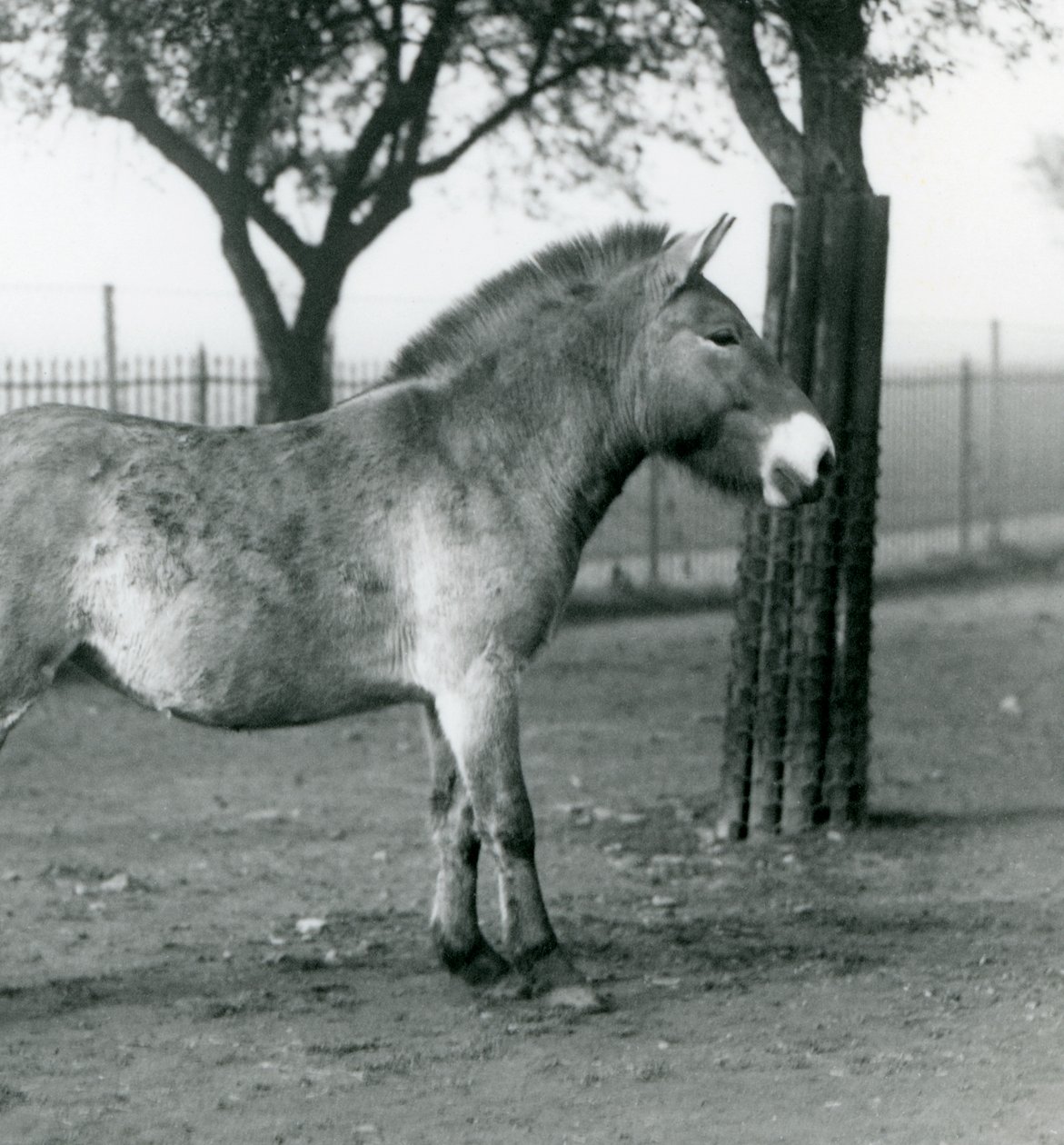 En utrydningstruet Przewalskis Wild Horse som står i paddocken i London Zoo, oktober 1927 av Frederick William Bond