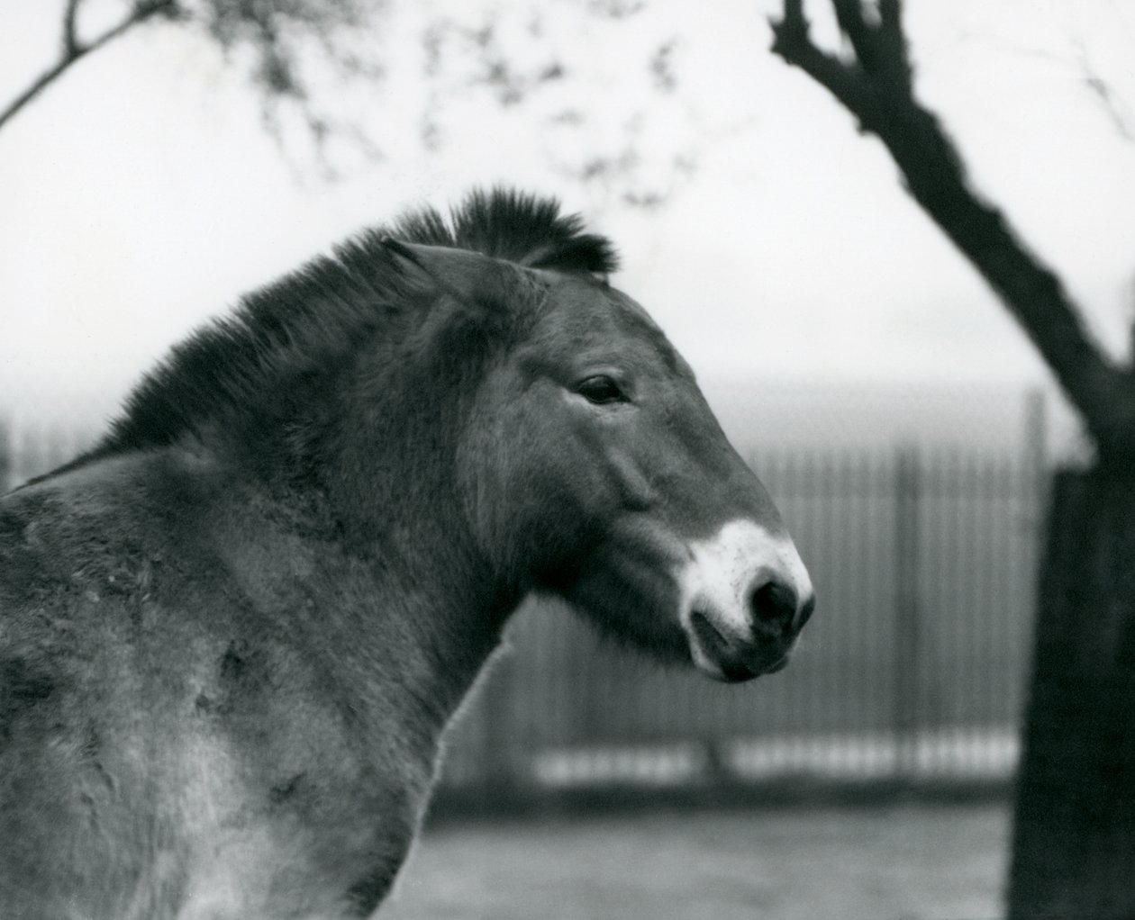 En truet Przewalskis villhest som står i paddocken sin i London Zoo, oktober 1927 av Frederick William Bond
