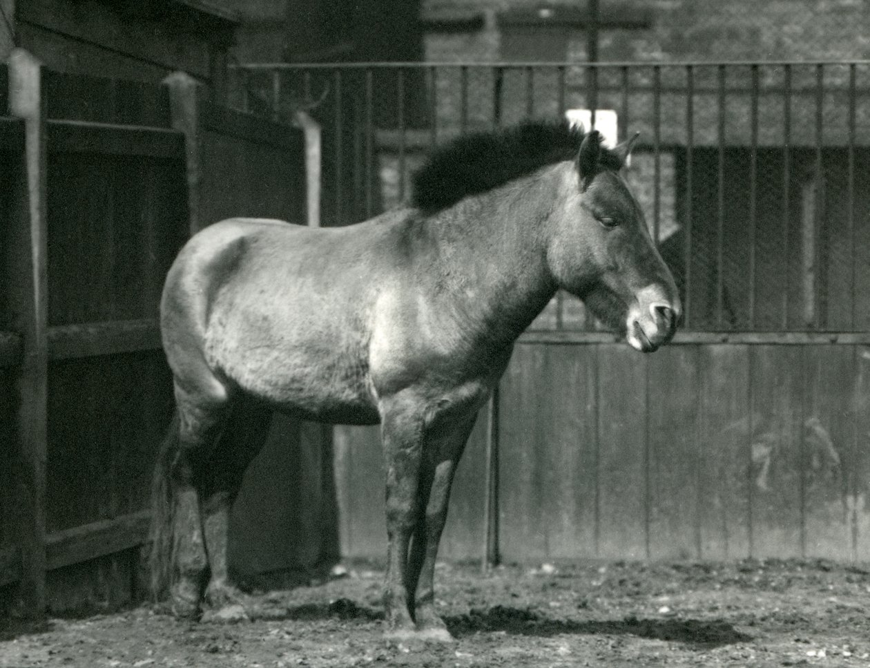 En utrydningstruet Przewalskis villhest som sto i paddocken sin i London Zoo i 1927 av Frederick William Bond