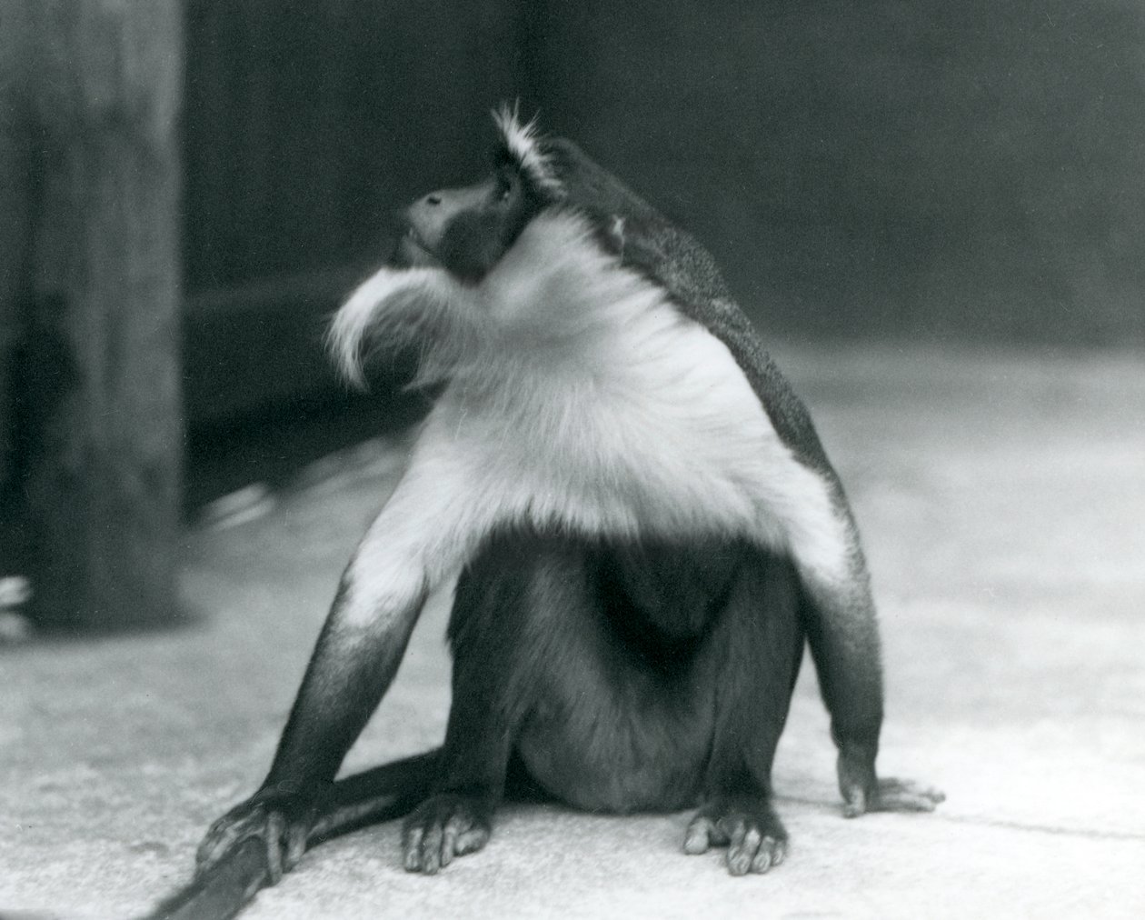 En truet Roloway-ape som sitter på bakken og ser oppover mens han holder halen, London Zoo, 1927 av Frederick William Bond