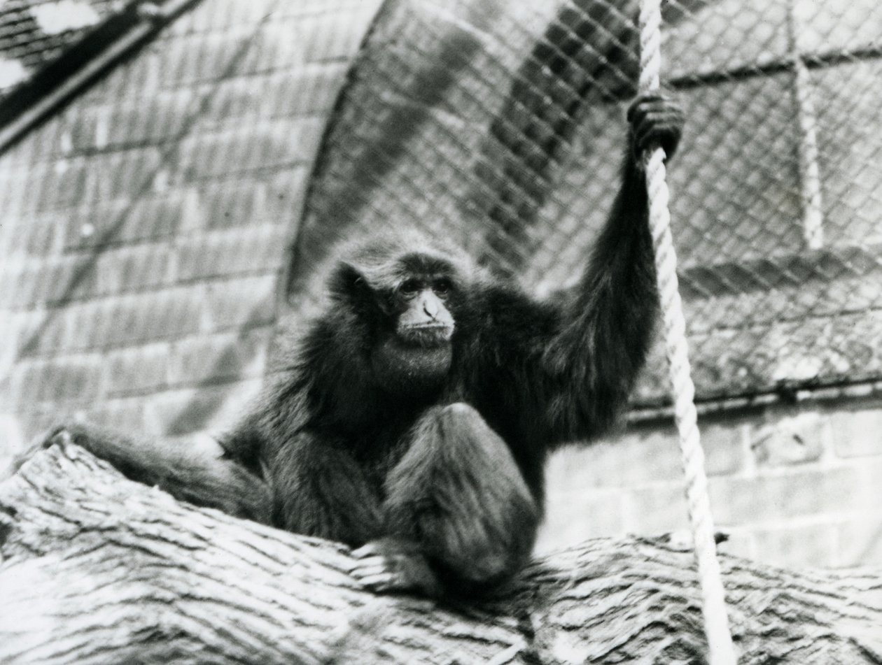 En truet Siamang-gibbon sitter på en tømmerstokk og holder et tau, London Zoo, 1927 av Frederick William Bond