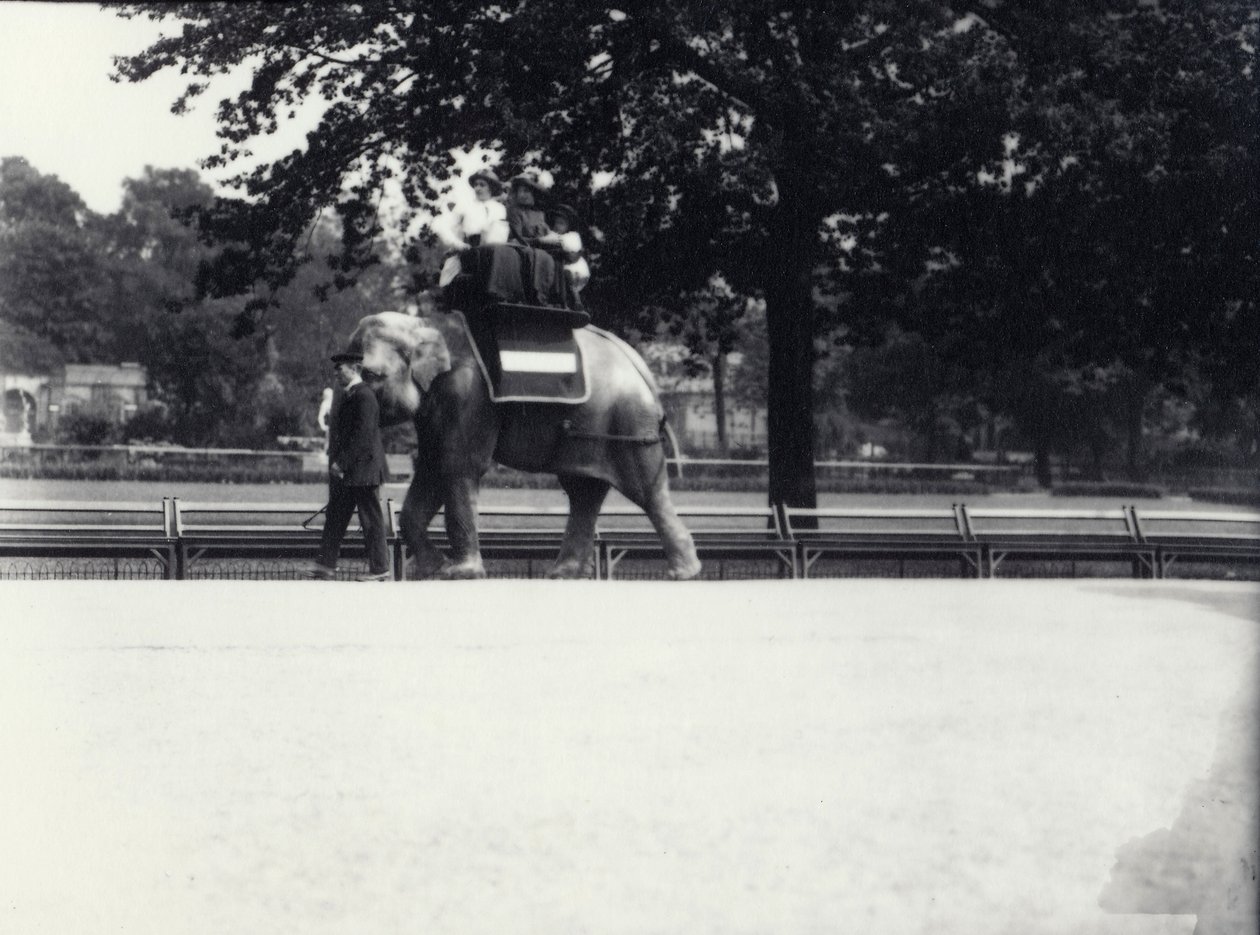 Asiatisk elefant 