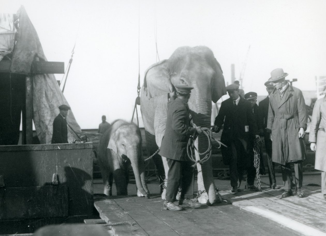 Asiatiske elefanter stiger av en båt på vei til London Zoo i 1927 av Frederick William Bond