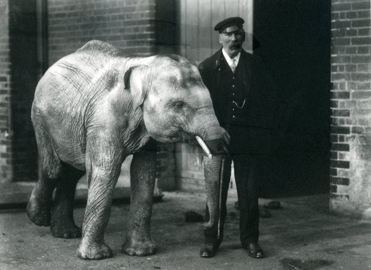 Asiatisk babyelefant med keeper Charles Eyles, London Zoo, november 1915 av Frederick William Bond