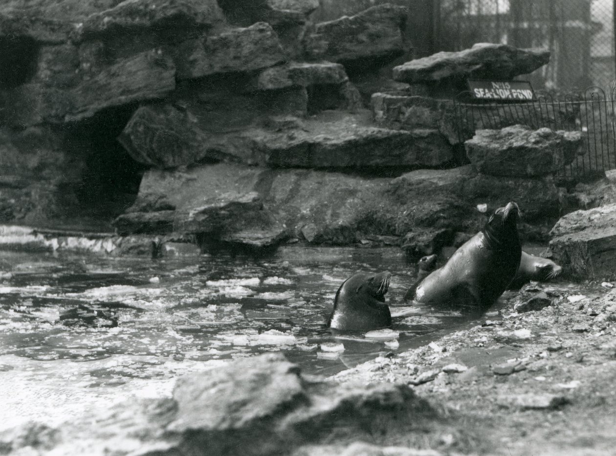 California Sea Lions med is på bassenget deres, London Zoo av Frederick William Bond
