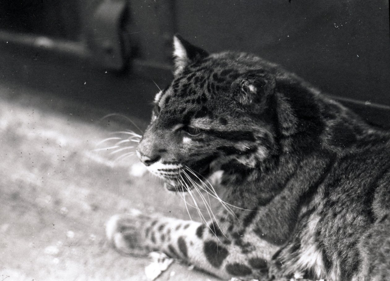 Skyet leopard, 1922 av Frederick William Bond