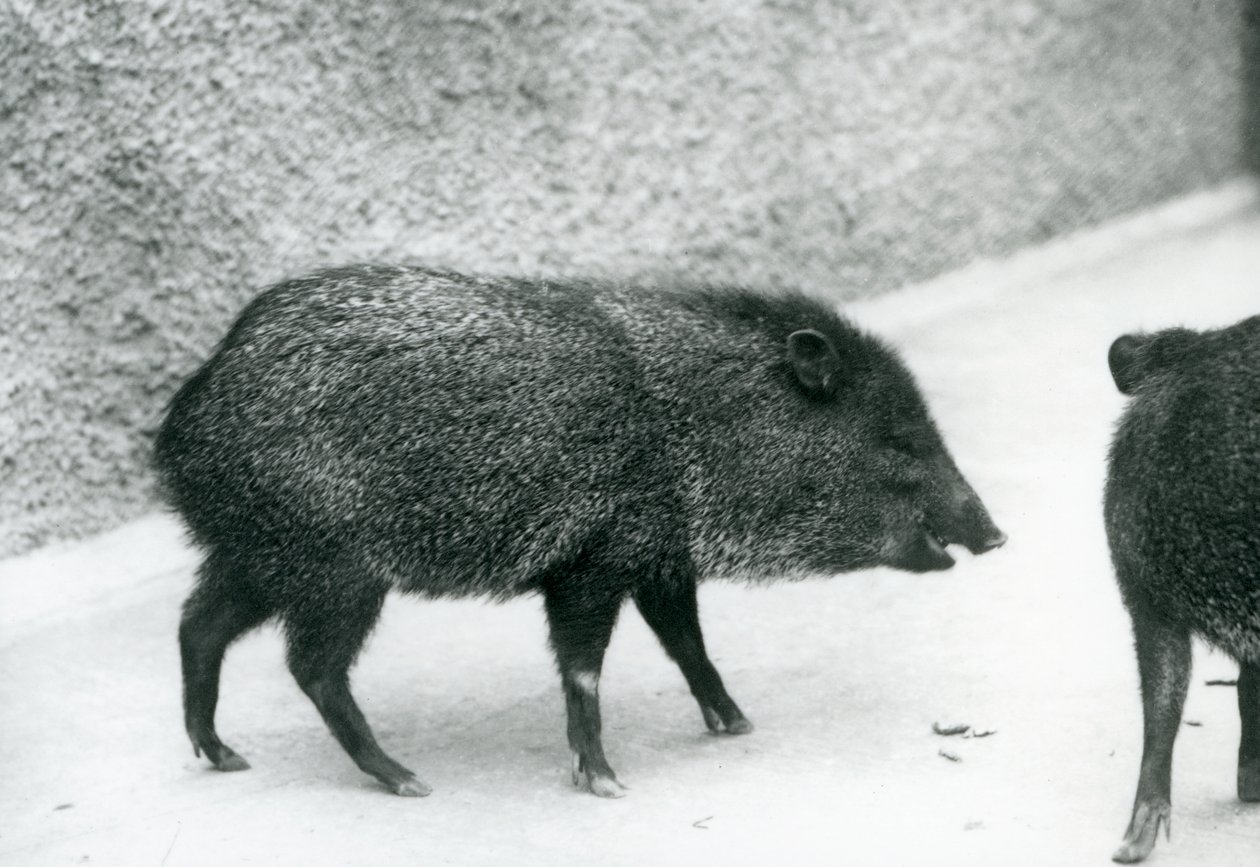 Collared Peccaries i London Zoo, 1927 av Frederick William Bond