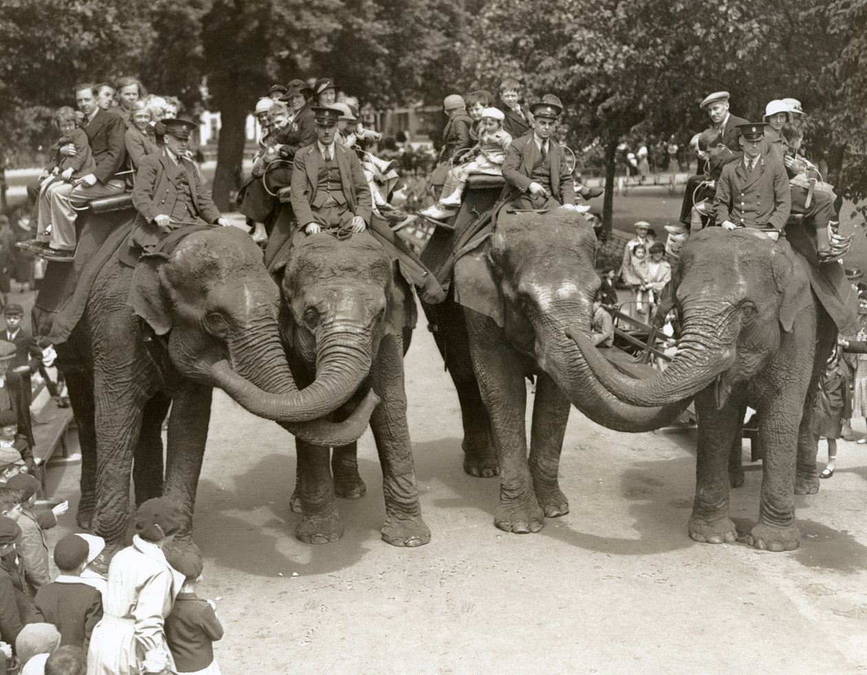 Elefantturer i London Zoo, juli 1936 av Frederick William Bond