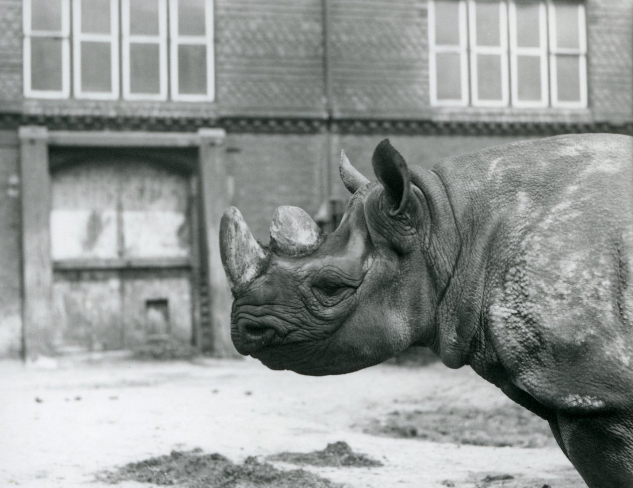 Eliza er en kvinnelig Black Rhinoceros, London Zoo av Frederick William Bond