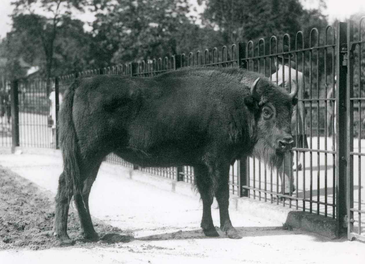 European Bison 