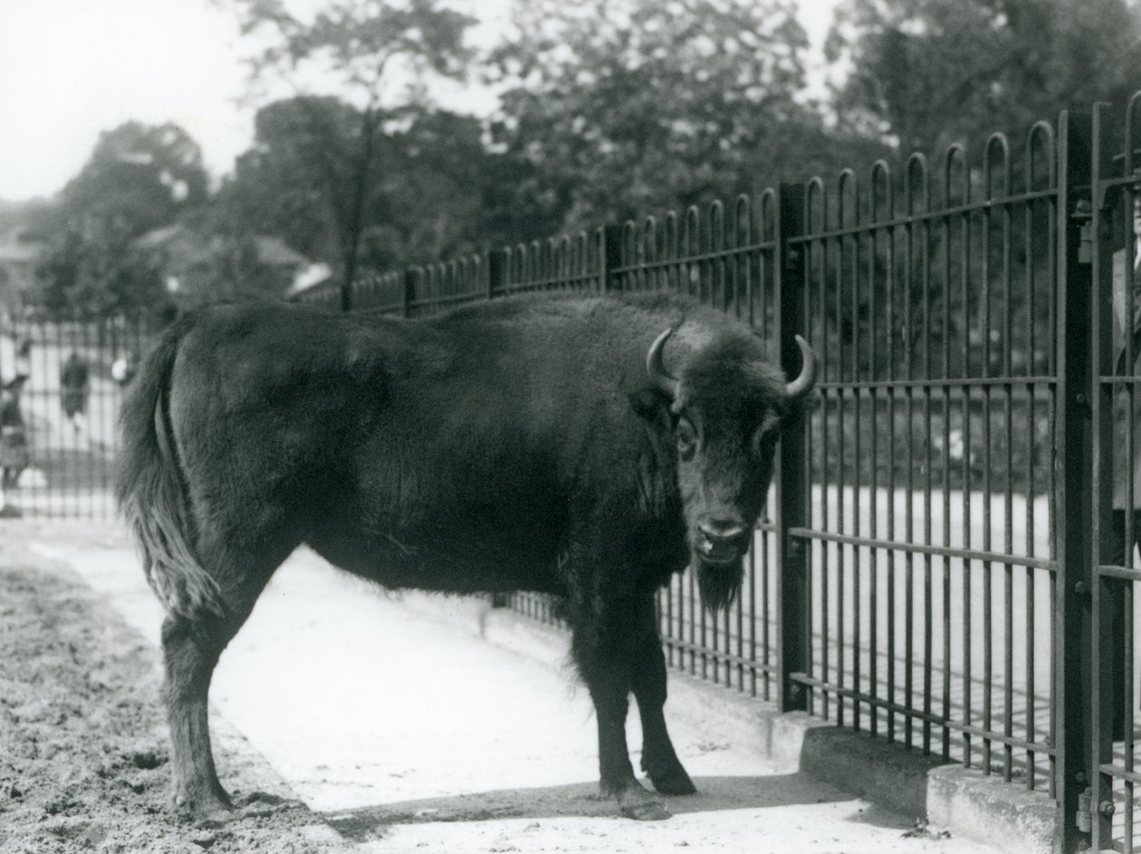 Europeisk bison Georgina ved barene i paddocken hennes, London Zoo, 12. august 1926 av Frederick William Bond