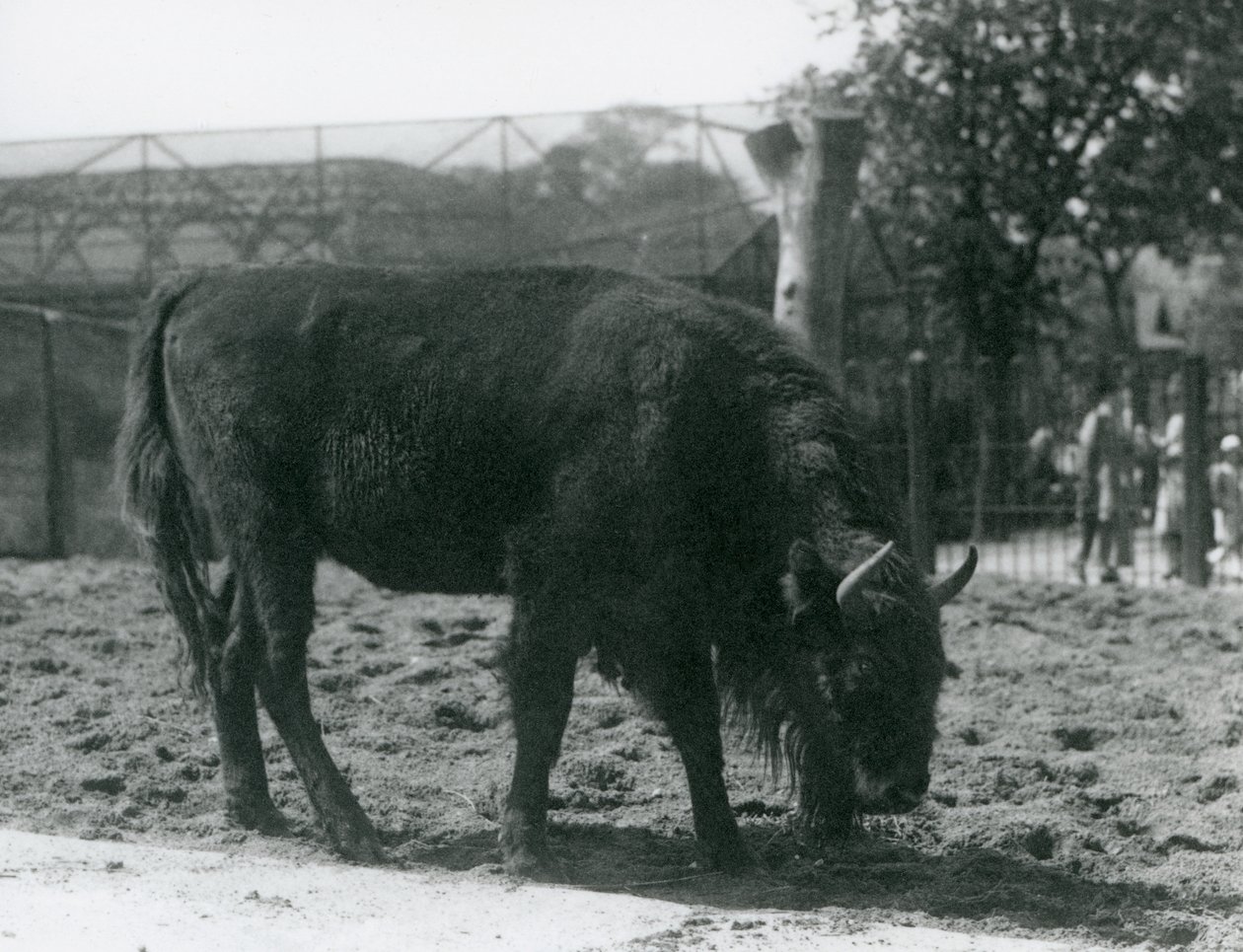 Europeisk bison Julia spiser gresset i paddocken hennes, London Zoo, 12. august 1926 av Frederick William Bond