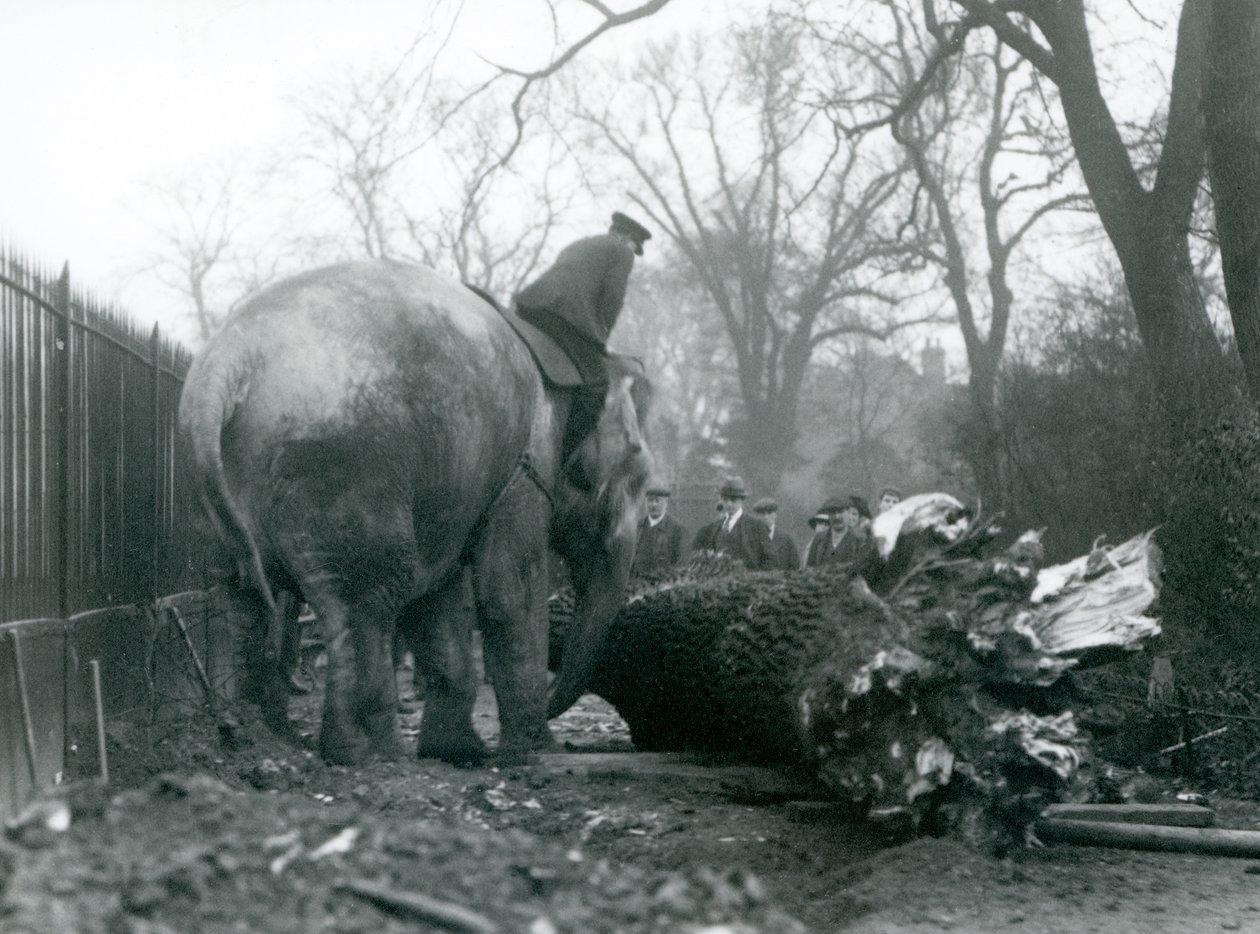Kvinnelig asiatisk elefant, 