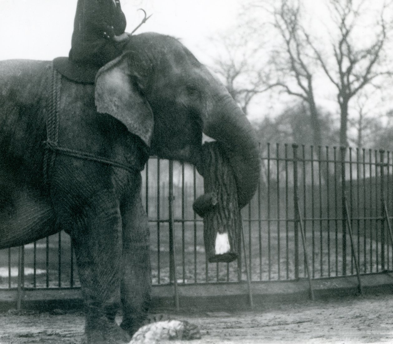Kvinnelig asiatisk elefant, 'Indiarani', flytter tømmer med snabelen, mens vokteren sitter på ryggen og dirigerer henne, London Zoo av Frederick William Bond