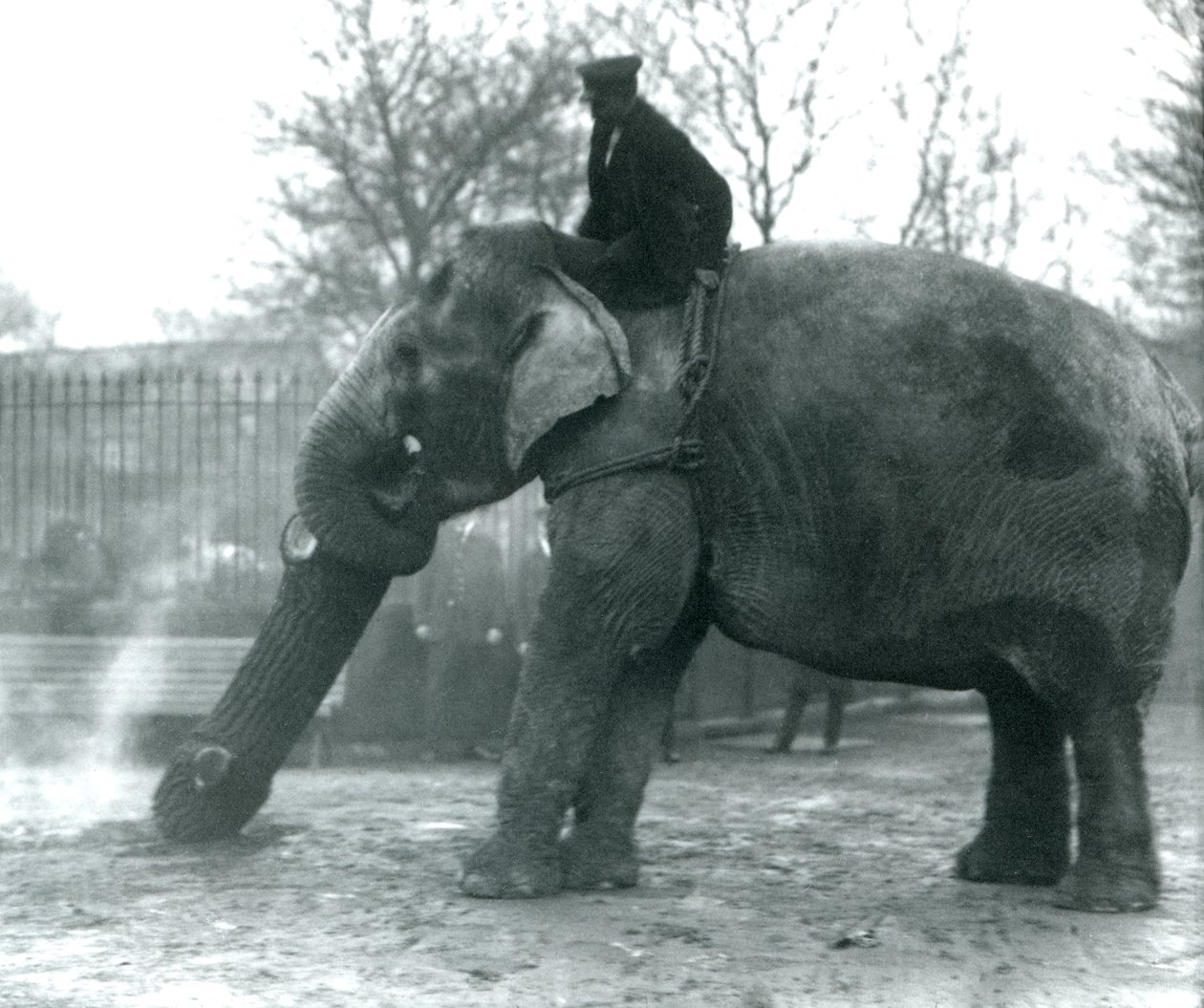 Kvinnelig asiatisk elefant, 'Indiarani', flytter tømmer med snabelen, mens vokteren sitter på ryggen og dirigerer henne, London Zoo av Frederick William Bond