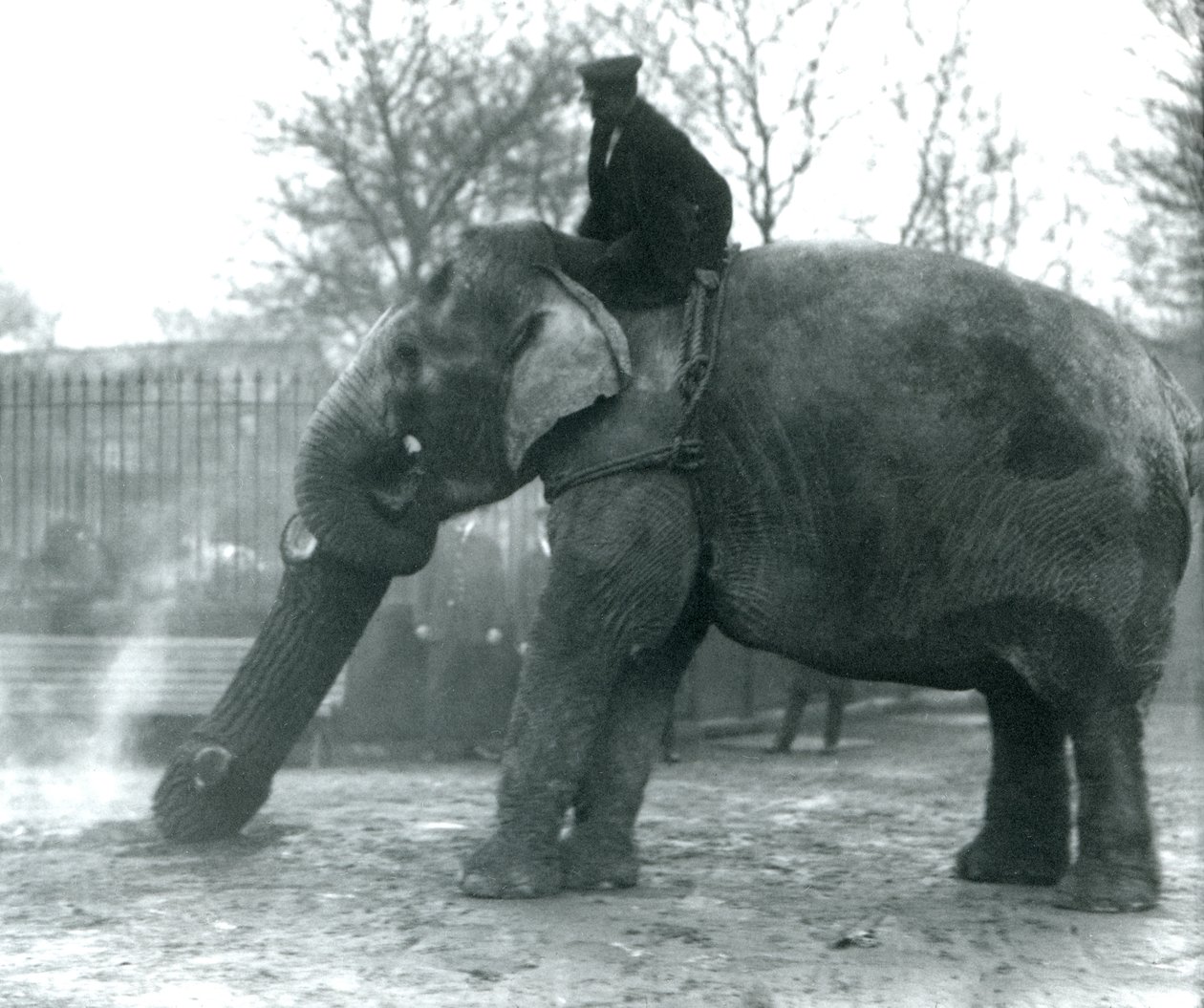 Kvinnelig asiatisk elefant, indiarani, flytter tømmer med snabelen, mens vokteren sitter på ryggen og dirigerer henne, London Zoo, 1925 av Frederick William Bond