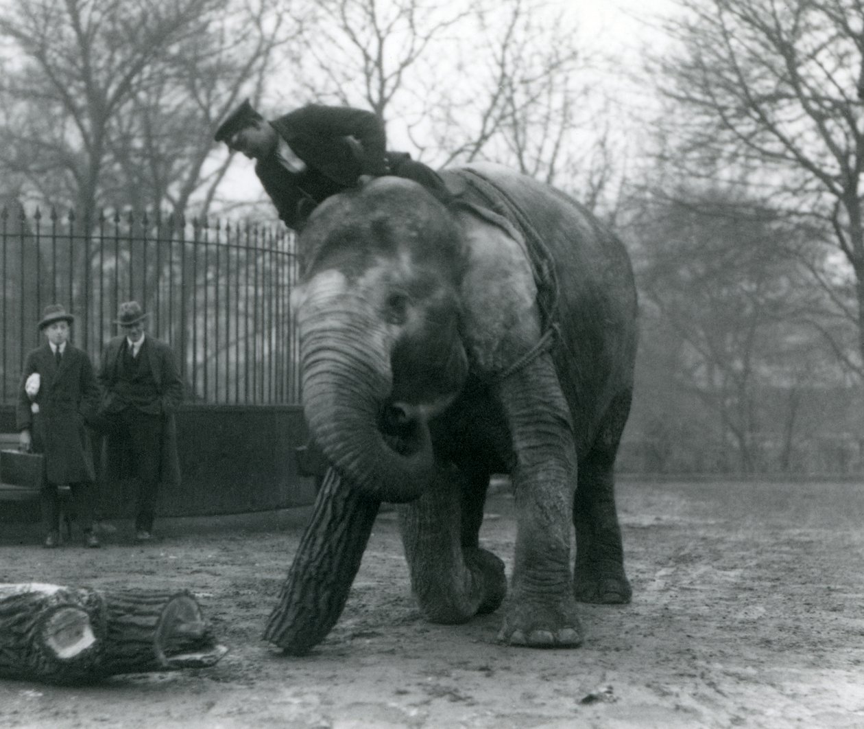 Kvinnelig asiatisk elefant, Indiarani, flytter tømmer med snabelen, mens vokteren sitter på ryggen og dirigerer henne og to andre mennesker ser på, London Zoo, 1925 av Frederick William Bond