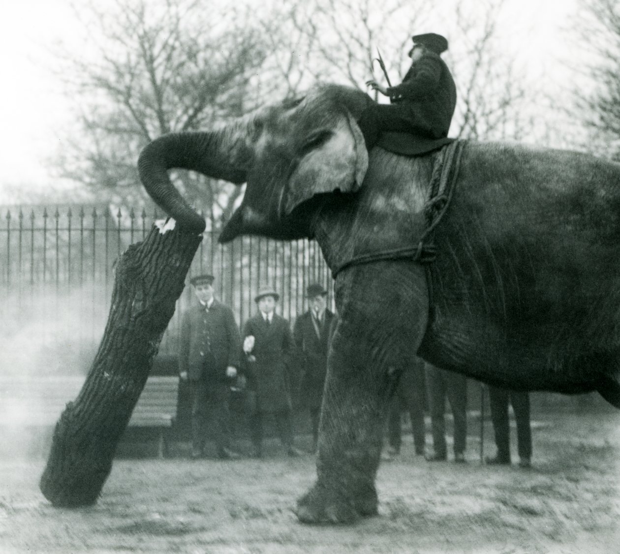 Kvinnelig asiatisk elefant, indiarani, flytter tømmer med snabelen, mens vokteren sitter på ryggen og dirigerer henne, London Zoo, 1925 av Frederick William Bond