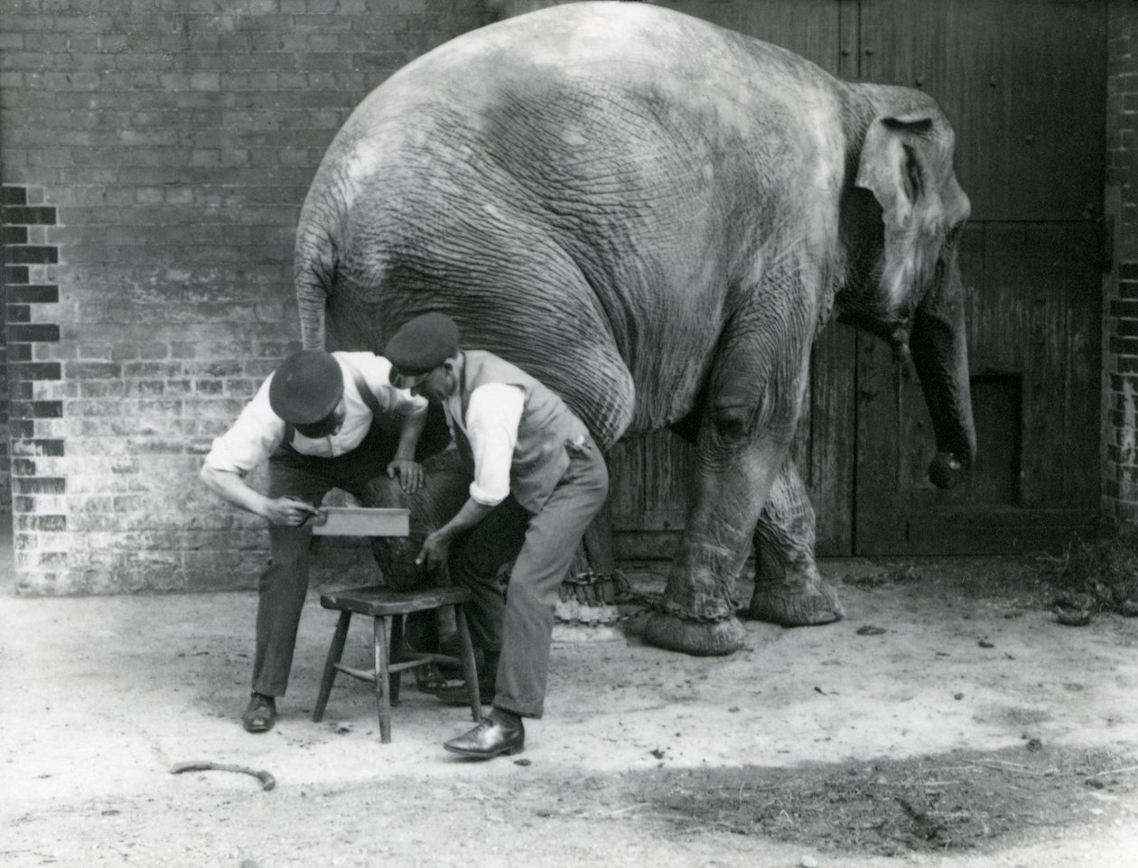 Kvinnelig asiatisk elefant Sundermalah får føttene trimmet av vokterne i London Zoo, august 1926 av Frederick William Bond