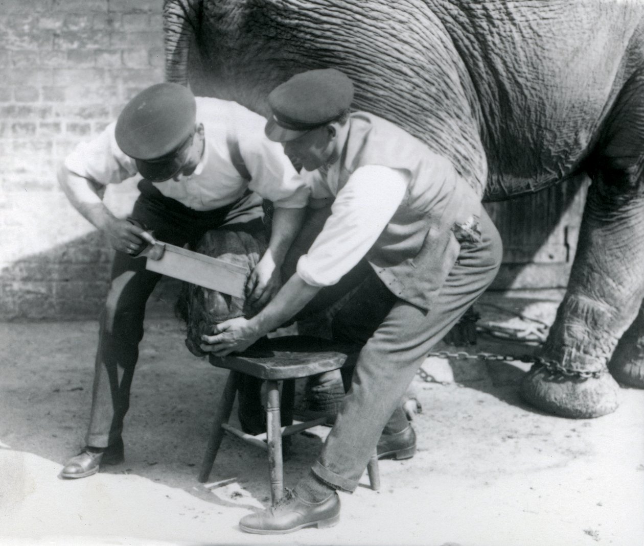 Kvinnelig asiatisk elefant Sundermalah får føttene trimmet av vokterne i London Zoo, august 1926 av Frederick William Bond