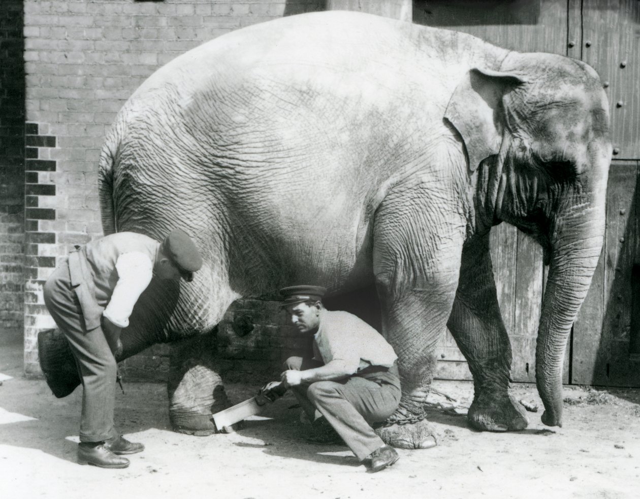 Kvinnelig asiatisk elefant Sundermalah får føttene trimmet av vokterne i London Zoo, august 1926 av Frederick William Bond
