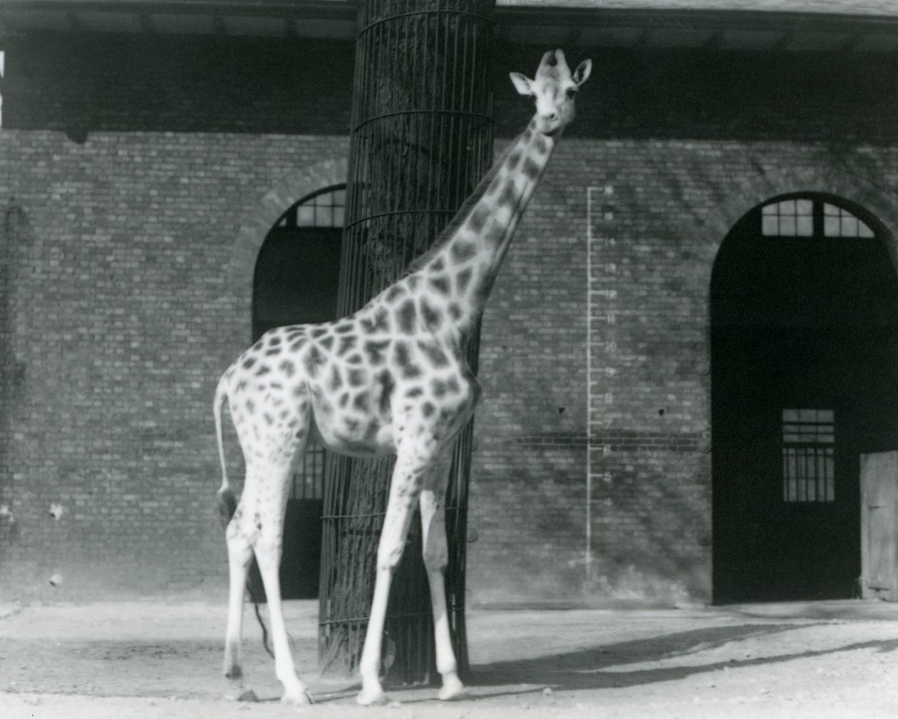 Kvinnelig giraff, 