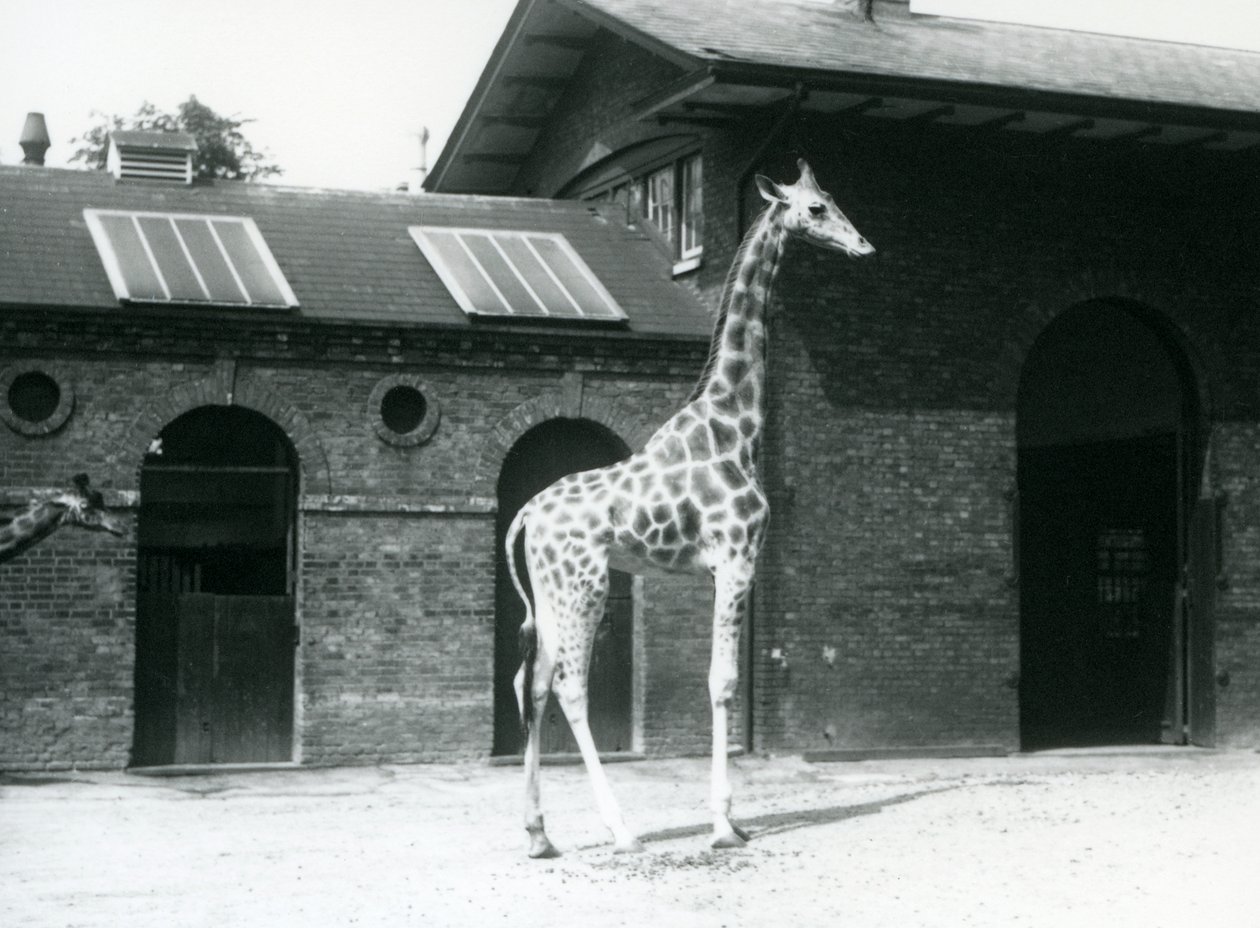 Kvinnelig Giraffe, Maud, stående i paddocken utenfor Giraffe House, London Zoo, juli 1925 av Frederick William Bond