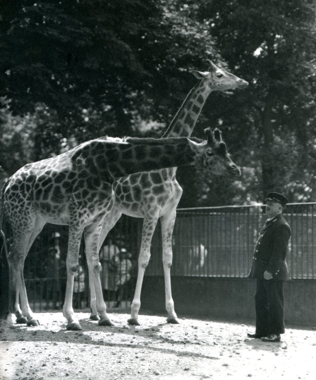 Kvinnelige sjiraffer Maud og Maggie, med keeper Ernie Professor Bowman, London Zoo, juli 1924 av Frederick William Bond