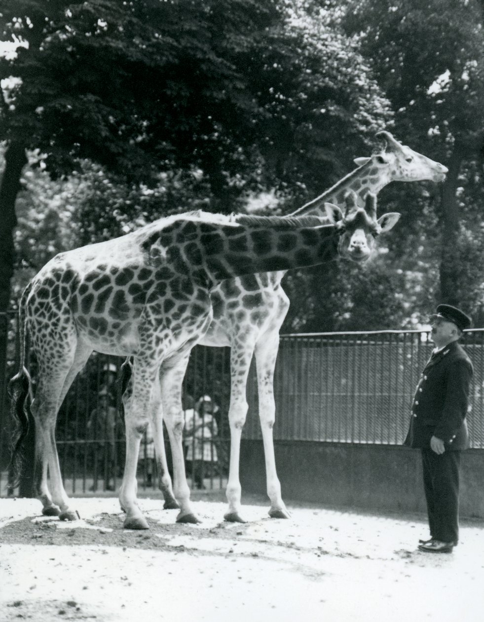 Kvinnelige sjiraffer Maud og Maggie, med keeper Ernie Professor Bowman, London Zoo, juli 1924 av Frederick William Bond