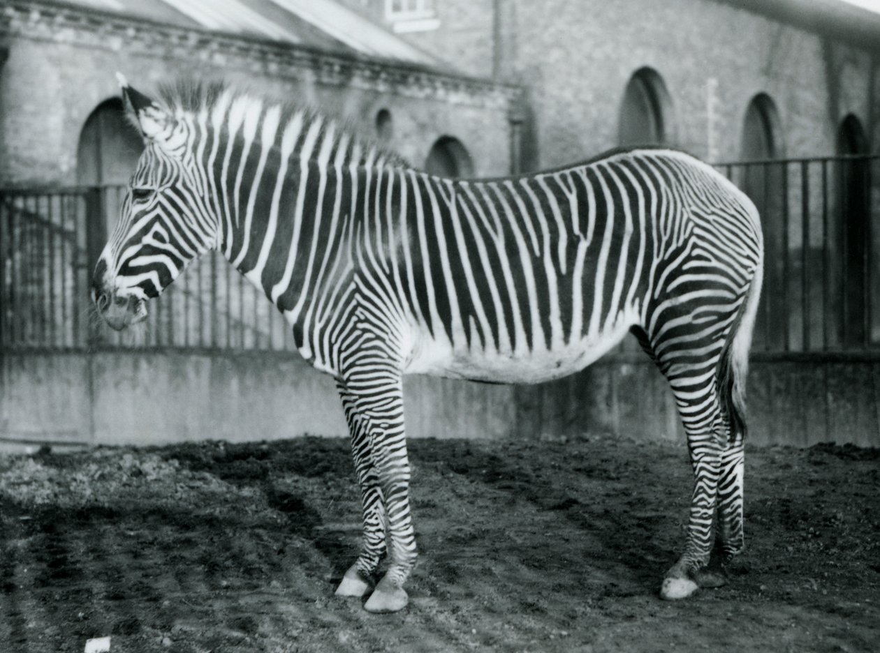 Kvinne Grevys Zebra, eller Imperial Zebra, Jennie står i paddocken hennes i London Zoo, 1927 av Frederick William Bond
