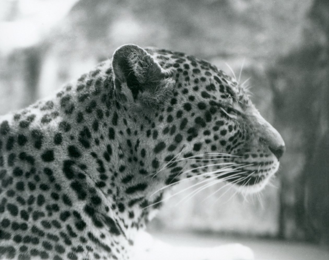 Kvinnelige leopard Daisy i London Zoo i august 1925 av Frederick William Bond