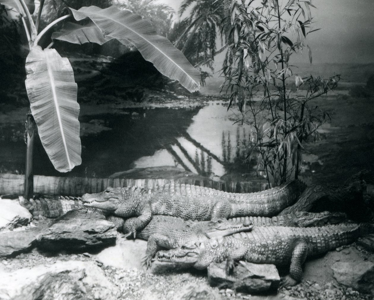 Fire Alligatorer, i panorama-innstilling med et banantre, i London Zoo i 1929 (s/hv-bilde) av Frederick William Bond