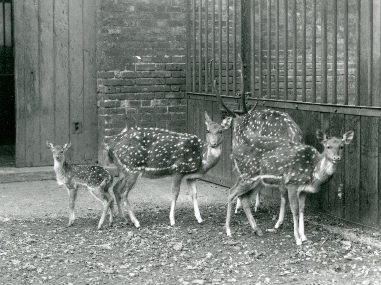 Four Axis Deer inkludert, en bukk med gevir og en fawn, i London Zoo i 1926 (s/hv-bilde) av Frederick William Bond