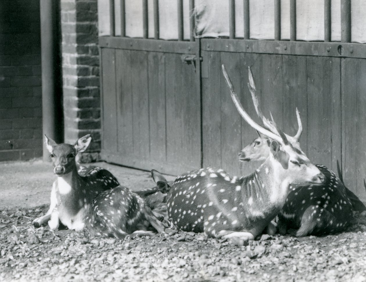 Four Axis Deer inkludert, en bukk med gevir, i London Zoo i 1924 av Frederick William Bond