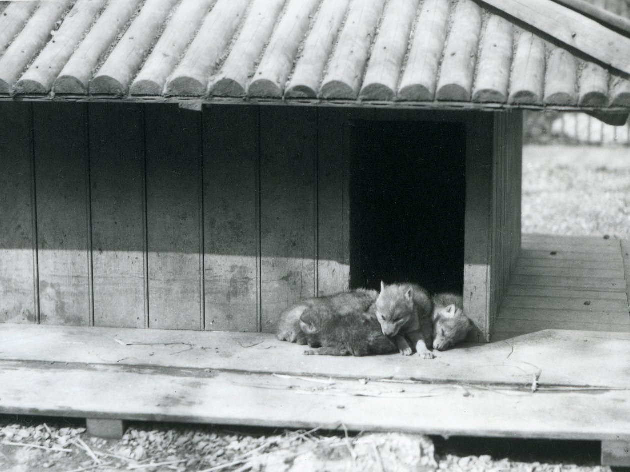 Fire Coyote-unger hviler i inngangen til hiet/trekennelen deres, London Zoo av Frederick William Bond