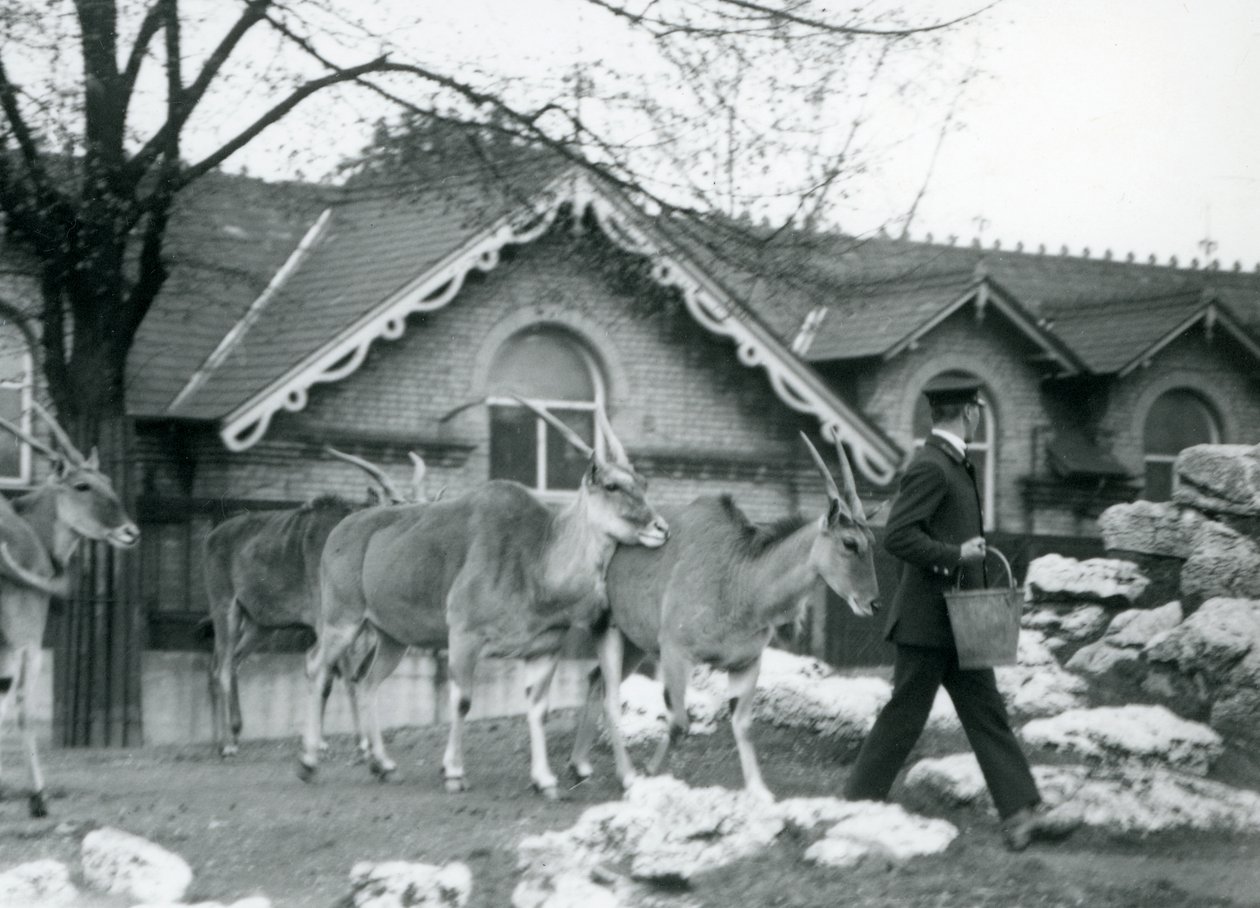 Fire Eland følger keeperen sin, ved fôringstid, i paddocken utenfor Antelope House, London Zoo, juni 1925 av Frederick William Bond