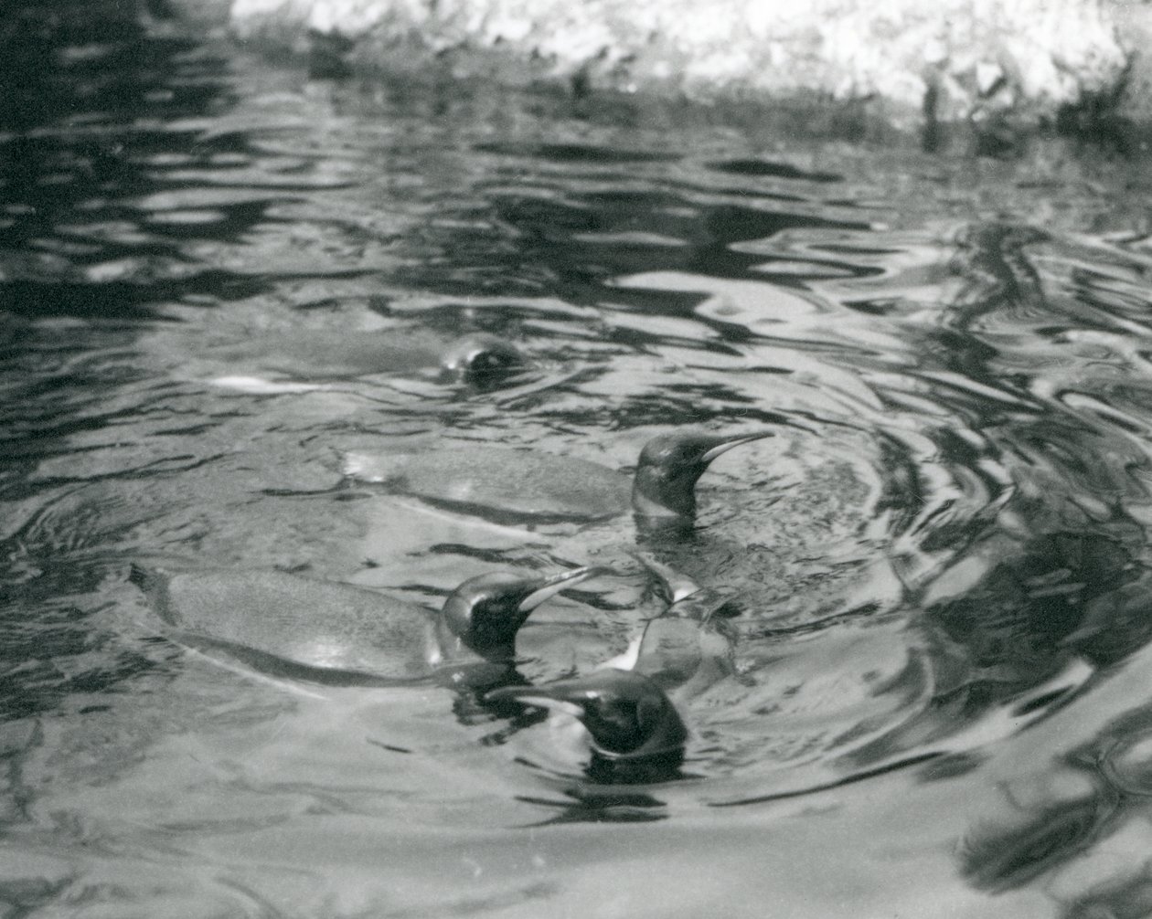 Fire kongepingviner svømmer i bassenget deres i London Zoo, juni 1927 av Frederick William Bond