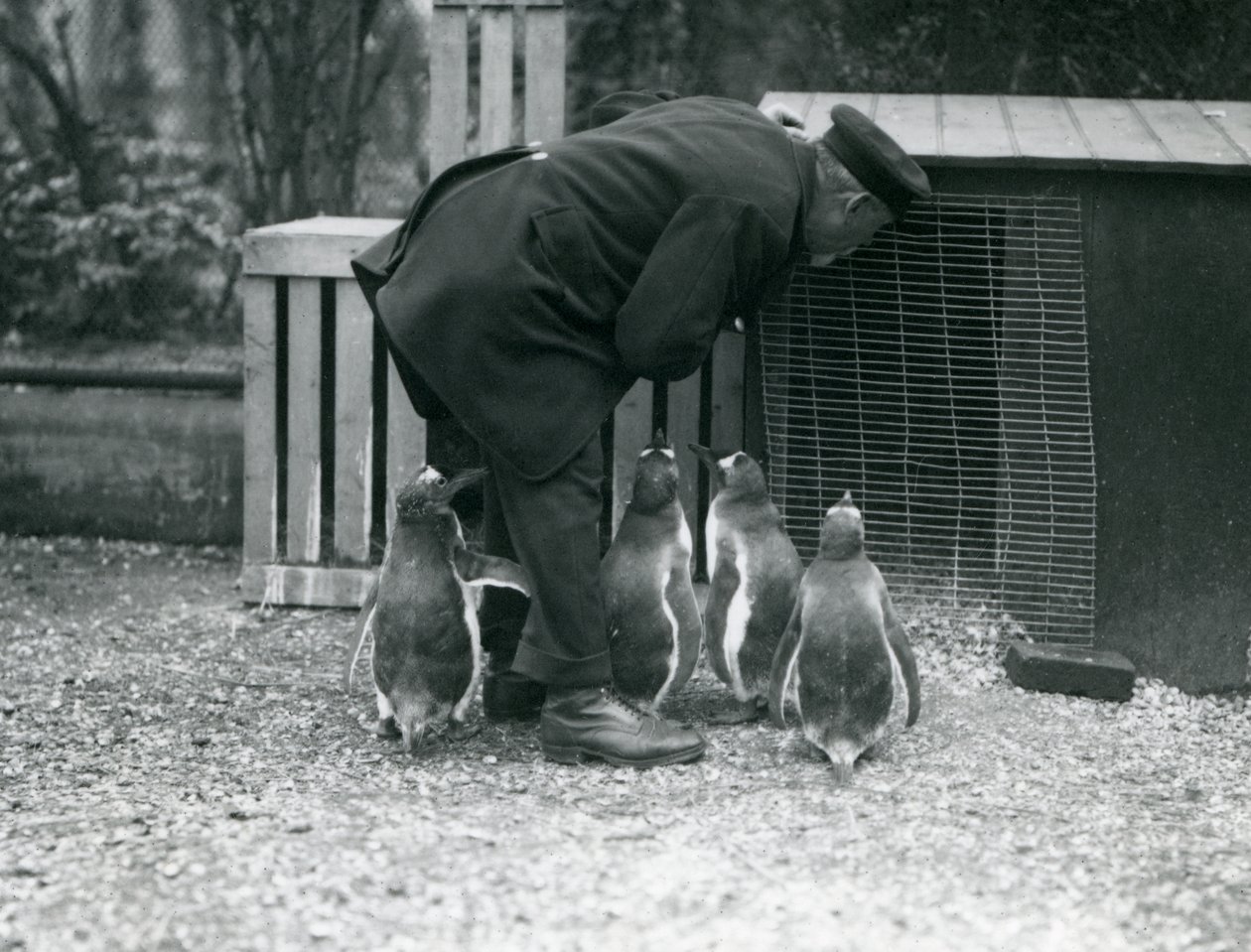 Gentoo Penguins med keeper Albert White, London Zoo, ca. 1914 av Frederick William Bond
