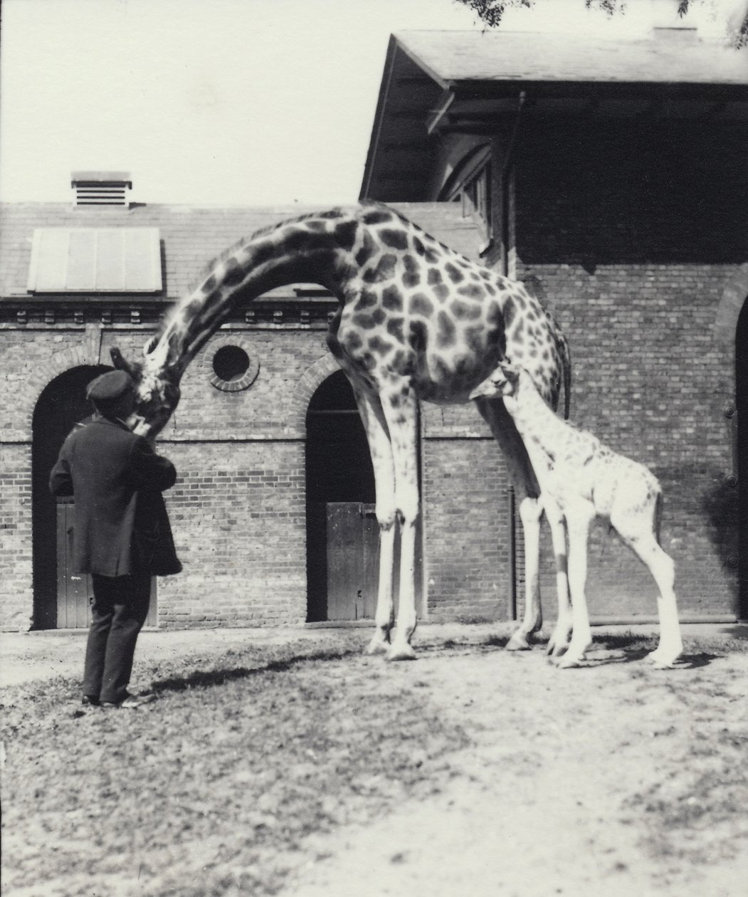 Giraffe med 3 dager gammel baby og keeper i London Zoo, 1914 av Frederick William Bond