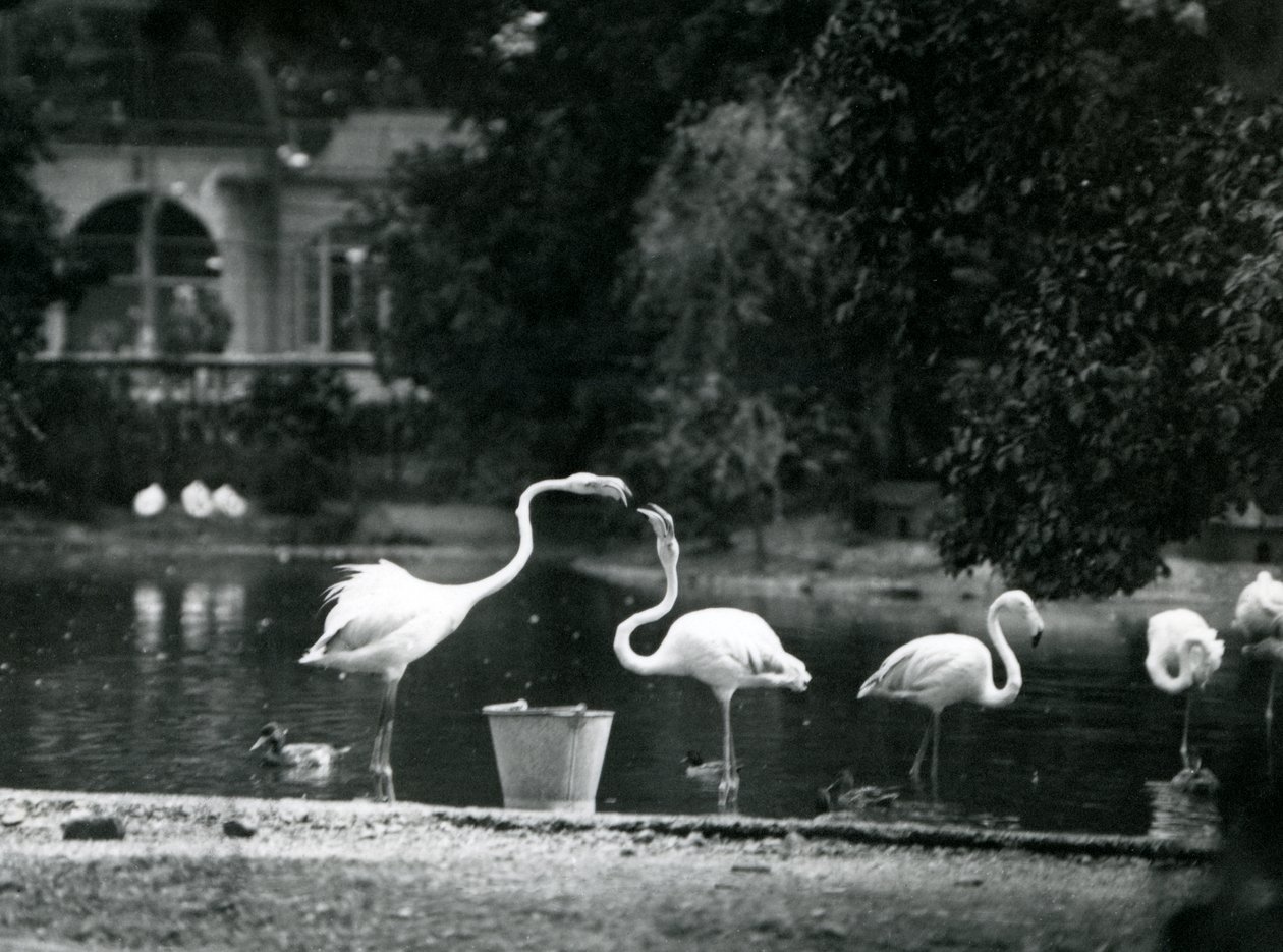 Greater Flamingos på sjøen deres i London Zoo i 1924 av Frederick William Bond