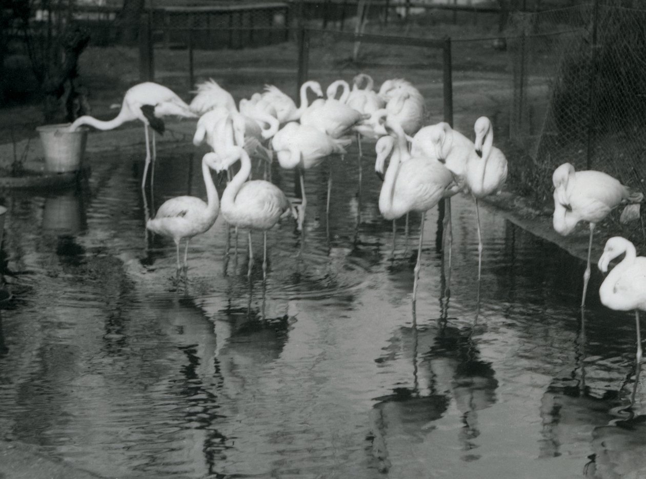 Greater Flamingos på dammen deres i London Zoo, 1926 av Frederick William Bond