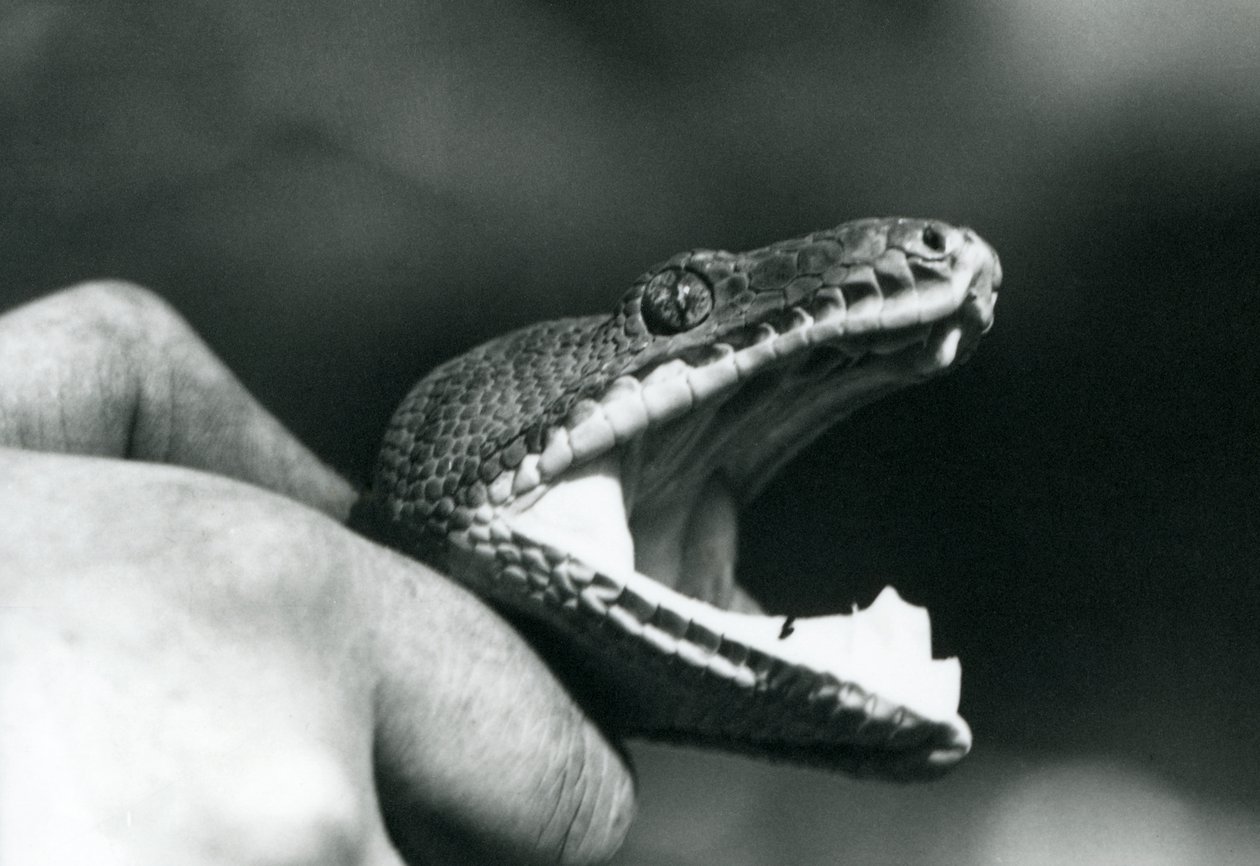 Hodet til en Emerald Tree Boa, med munnen åpen, holdt i nakken, av vokteren, London Zoo av Frederick William Bond