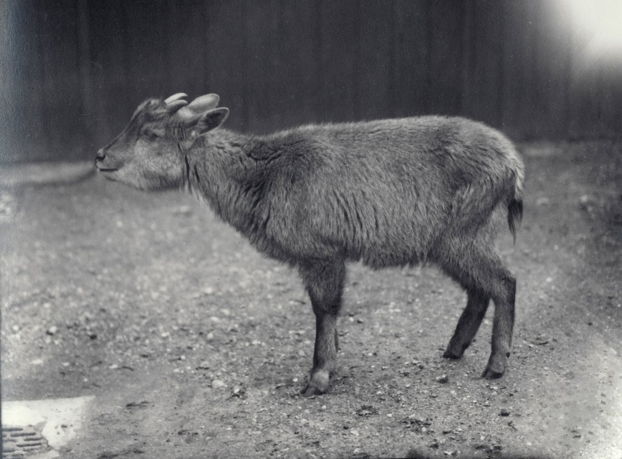 Himalayan Goral i London Zoo, 1914. av Frederick William Bond