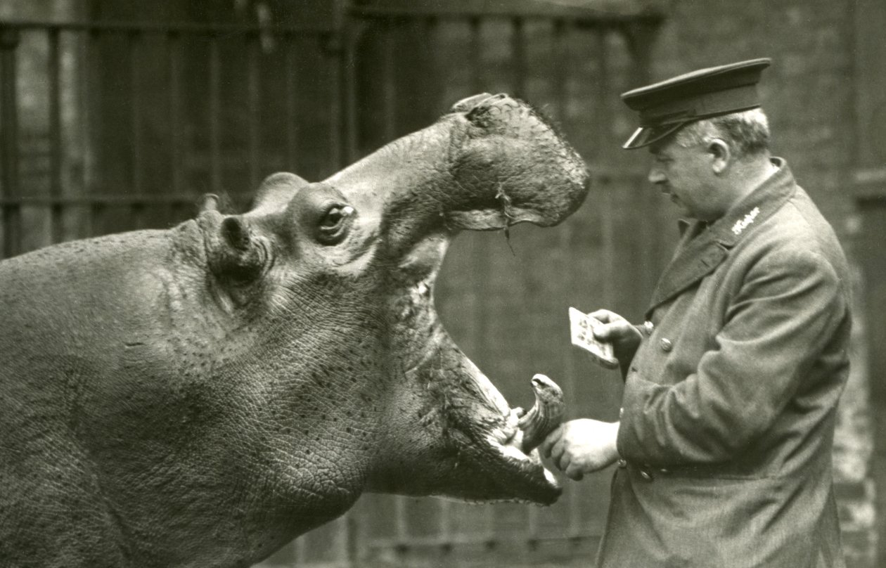 Flodhest Bobbie med keeper Ernie Bowman, London Zoo, 1927 av Frederick William Bond