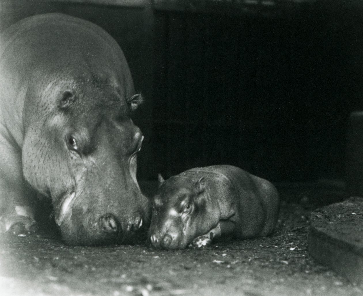 Flodhest Joan med sin mannlige kalv Jimmy i London Zoo i mars 1927 av Frederick William Bond