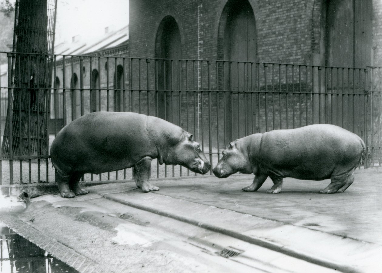 Flodhester Bobbie og Joan blir introdusert i London Zoo, 1923 (bw-bilde) av Frederick William Bond
